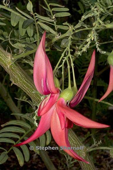 clianthus puniceus 4 graphic